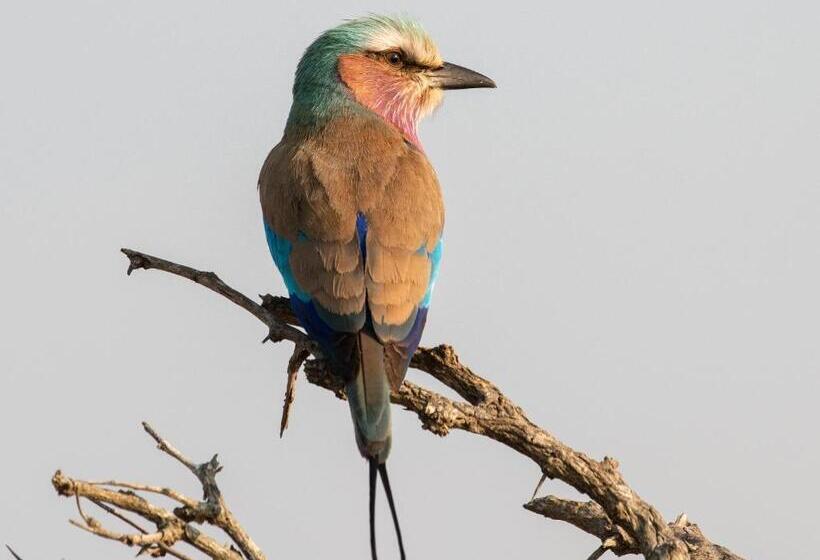 Mjejane Bush Camp By Dream Resorts