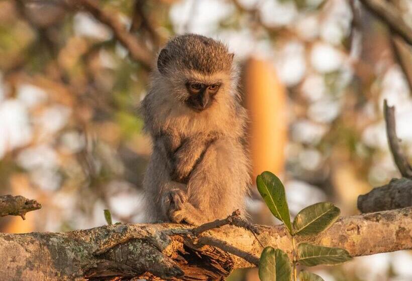 Mjejane Bush Camp By Dream Resorts