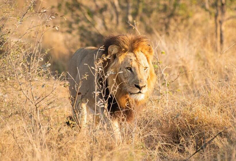 Mjejane Bush Camp By Dream Resorts