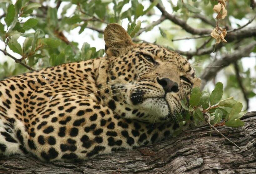 Mjejane Bush Camp By Dream Resorts