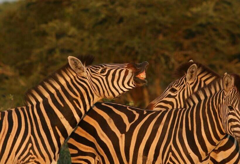 Mjejane Bush Camp By Dream Resorts