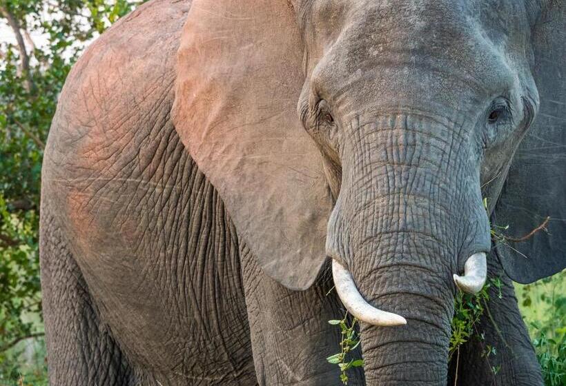 Mjejane Bush Camp By Dream Resorts