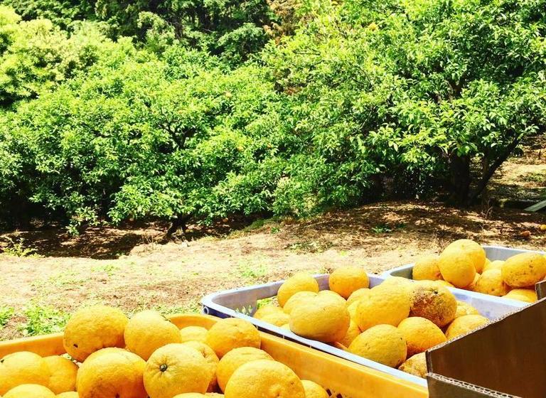 ريوكان Ryoshi No Onsenyado Taro