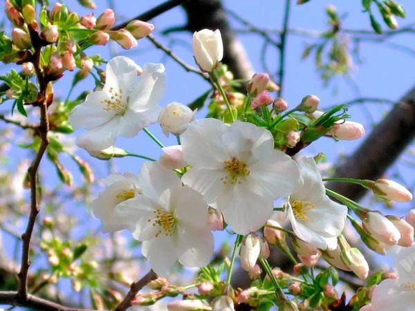 ريوكان Ryoshi No Onsenyado Taro