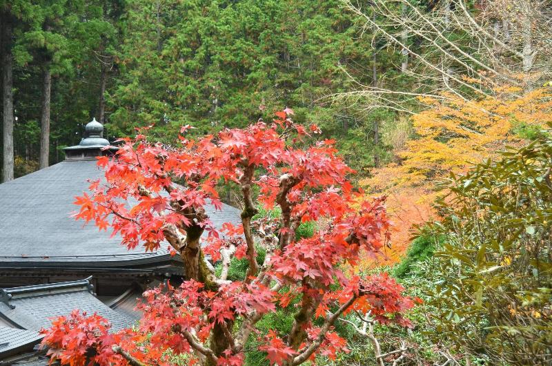 ريوكان 高野山 宿坊 不動院 Koyasan Shukubo Fudoin