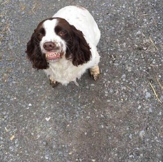 ベッドアンドブレックファースト Black Bull