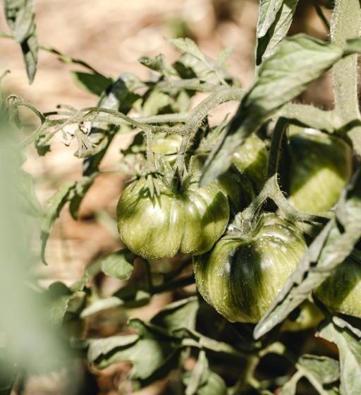 مبيت وإفطار Domaine De Pelican