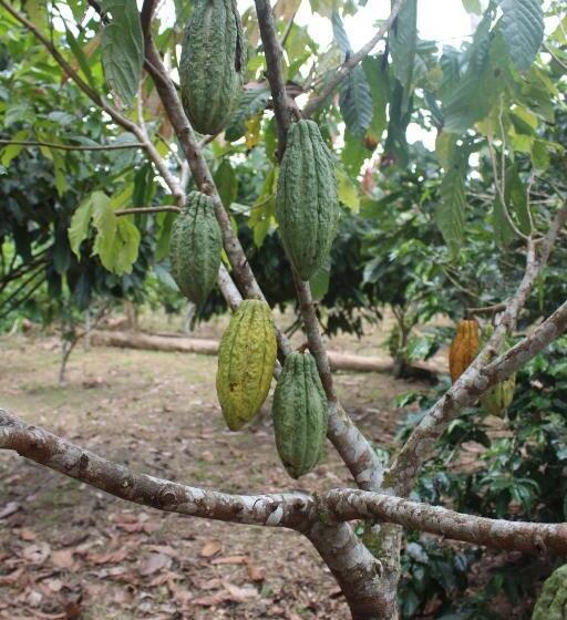 ユースホステル Hospedaje Franco Peruano El Tambito