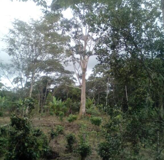 ユースホステル Hospedaje Franco Peruano El Tambito