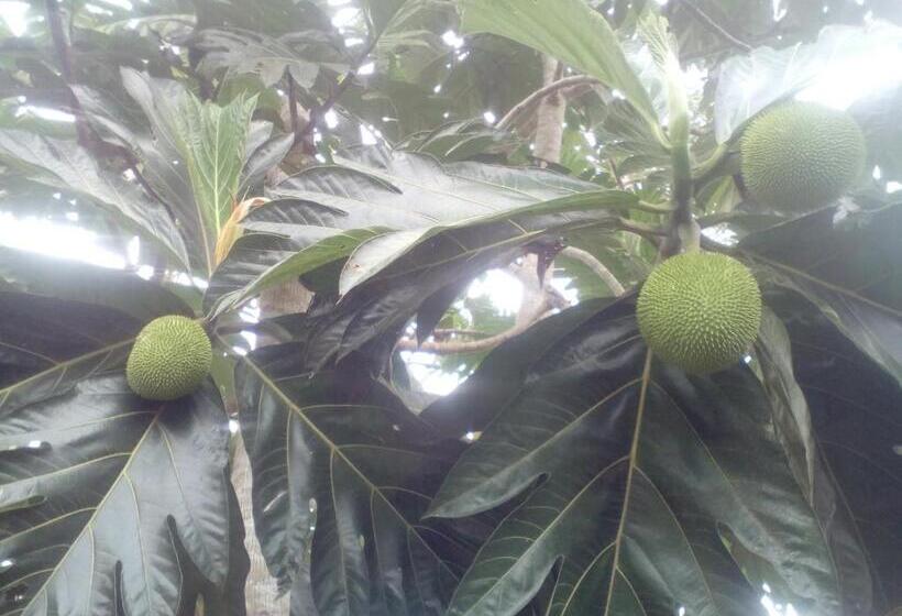 ユースホステル Hospedaje Franco Peruano El Tambito