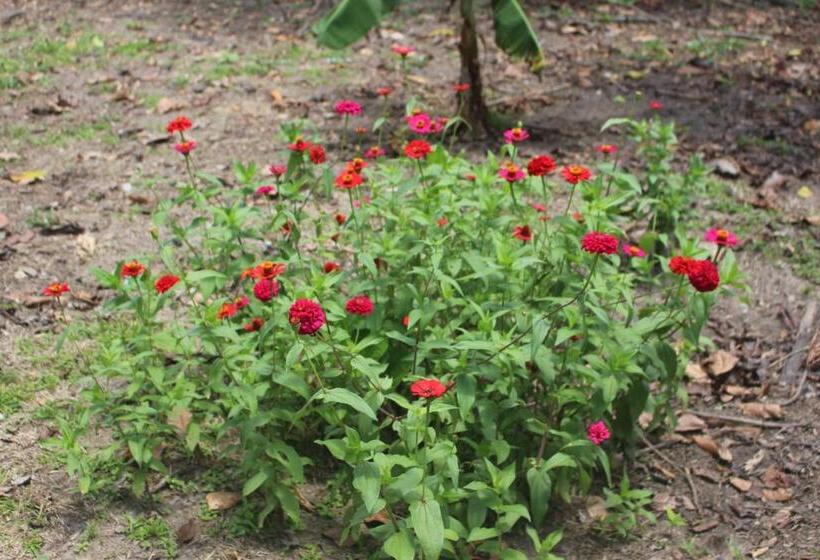 ユースホステル Hospedaje Franco Peruano El Tambito