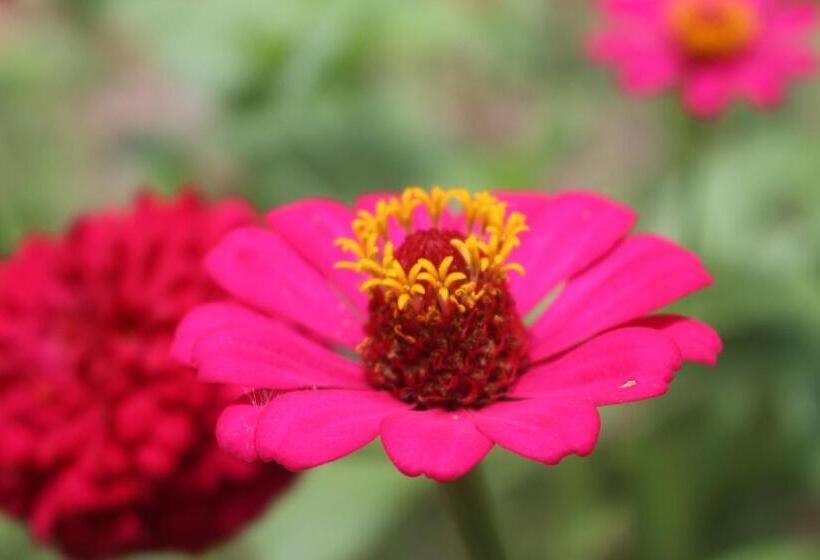 ユースホステル Hospedaje Franco Peruano El Tambito