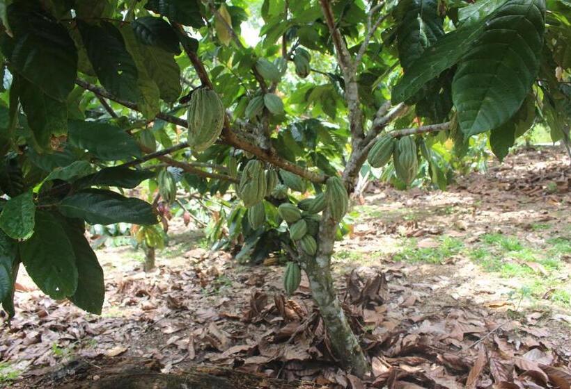 ユースホステル Hospedaje Franco Peruano El Tambito