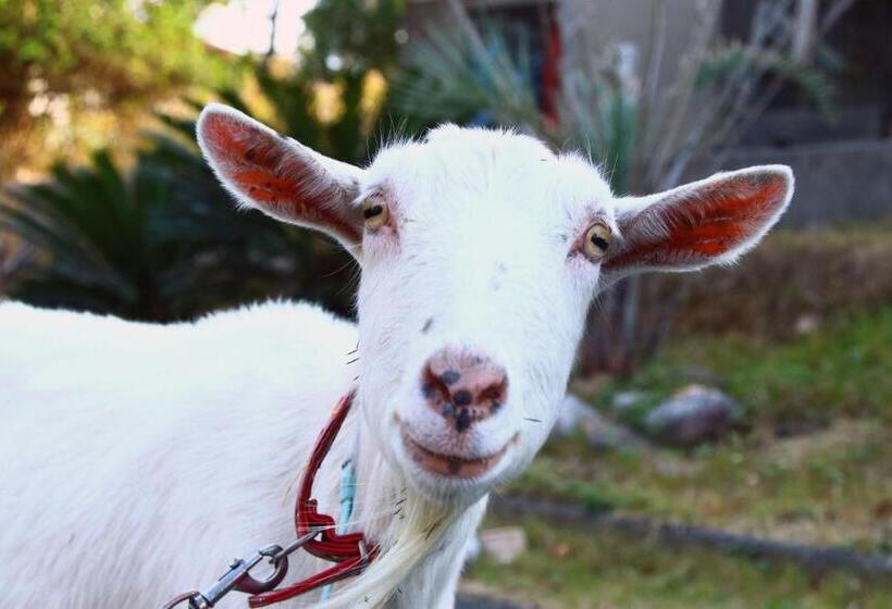 日式旅馆 Hanayukaku