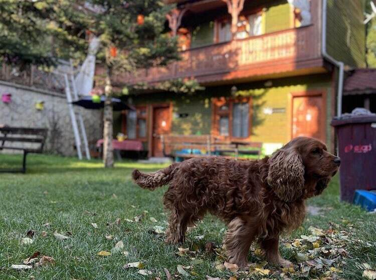 호텔 Abant Dort Mevsi̇m Konaği Hostel