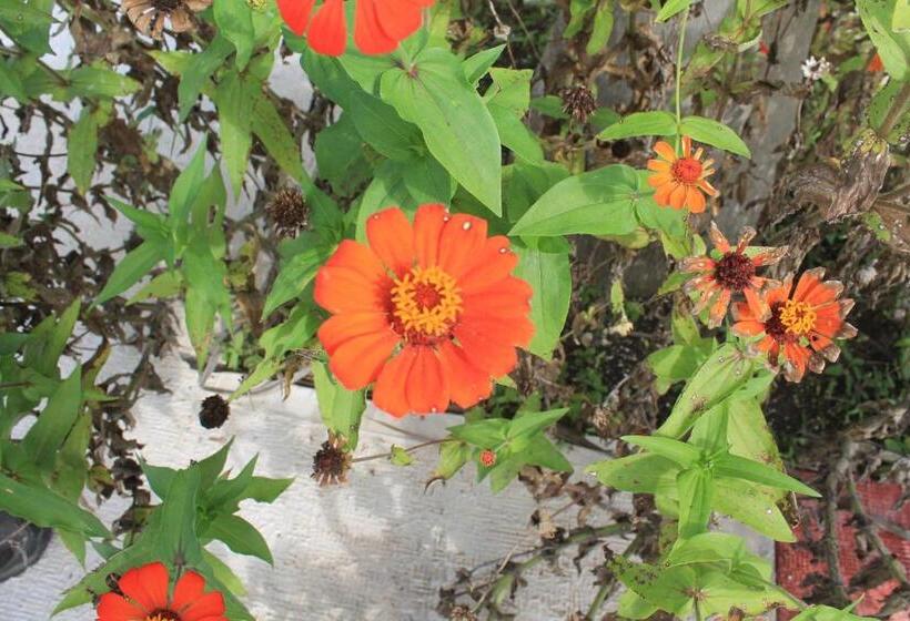 هتل Real Primaveras Campestre