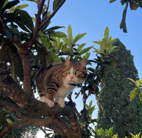 ベッドアンドブレックファースト La Dimora Gigante