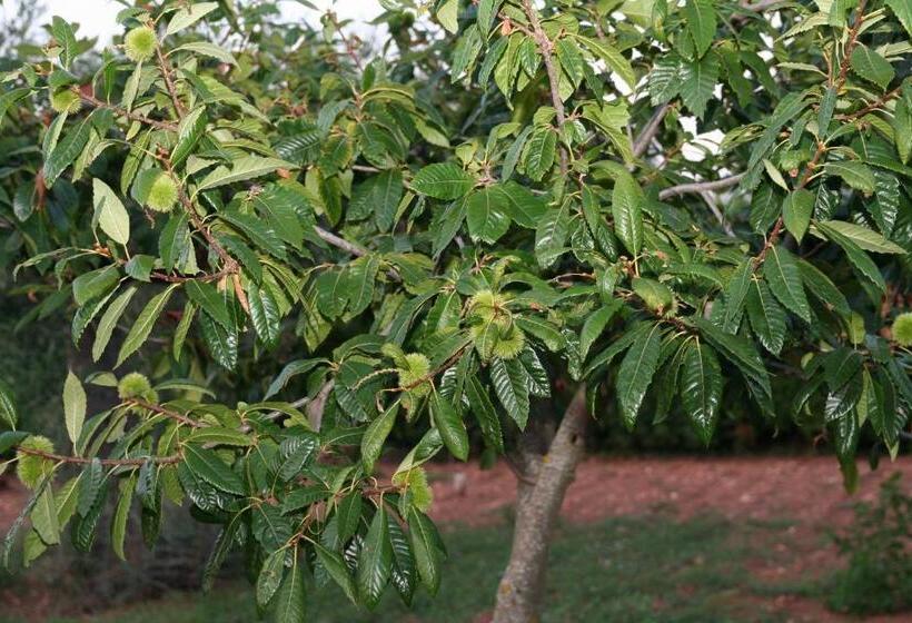 ベッドアンドブレックファースト La Dimora Gigante