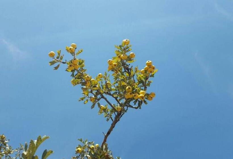 ベッドアンドブレックファースト La Dimora Gigante