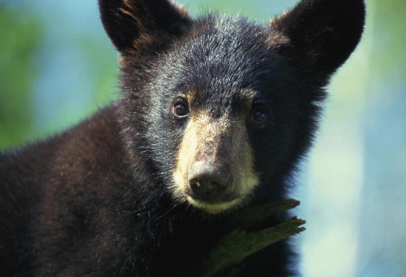 فندق Auberge La Tanière
