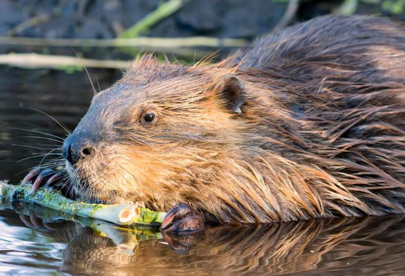 فندق Auberge La Tanière