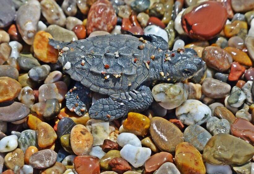 בית מלון כפרי Nostalgia World