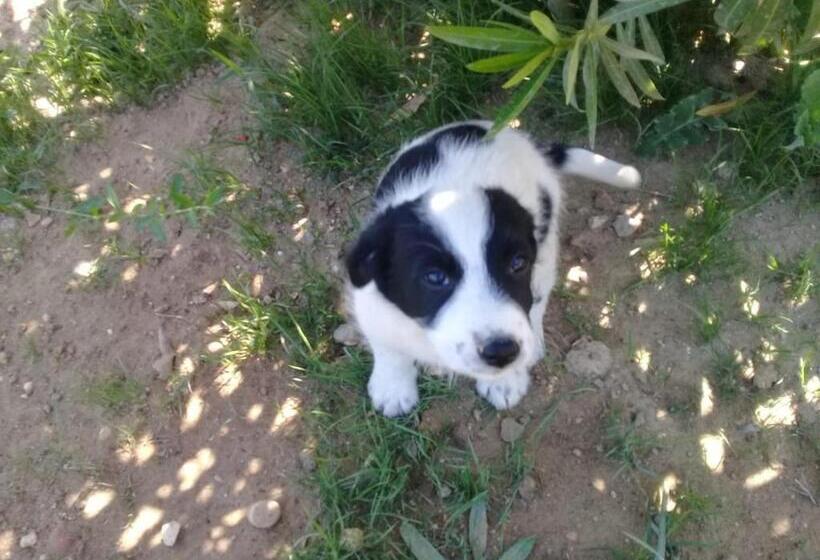 בית מלון כפרי Nostalgia World