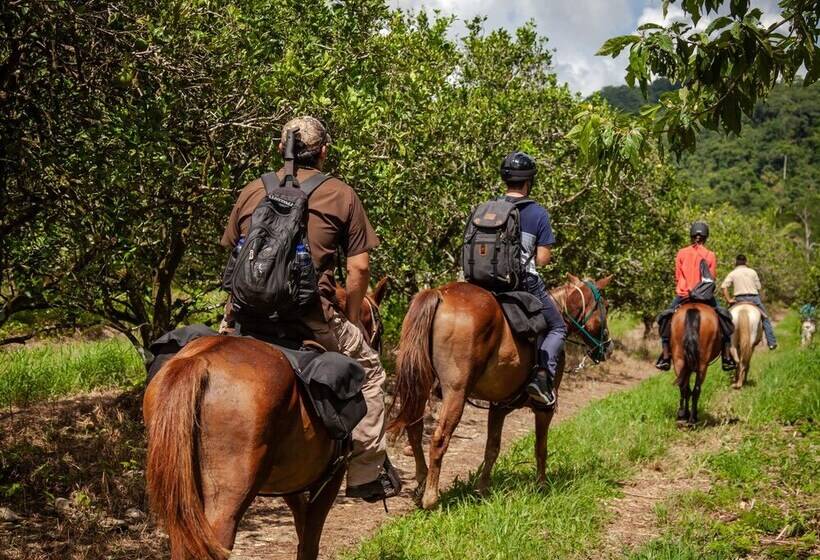リゾートホテル Sleeping Giant Rainforest Lodge