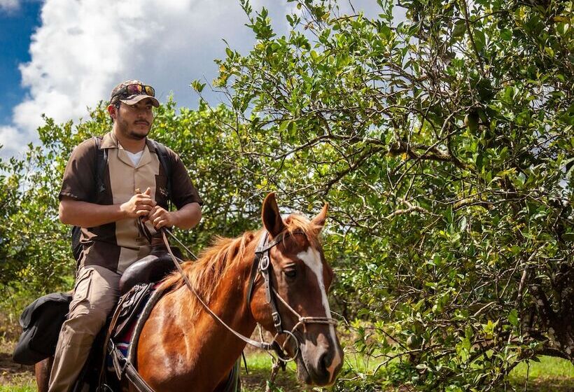 リゾートホテル Sleeping Giant Rainforest Lodge