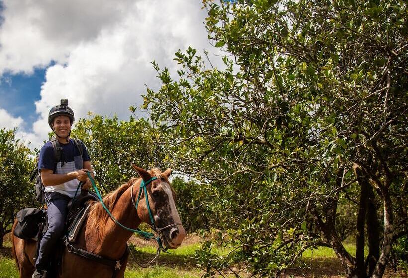 リゾートホテル Sleeping Giant Rainforest Lodge