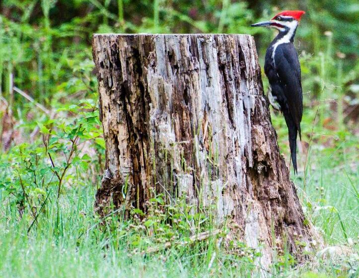 Bed and Breakfast Nature's Door Guest Suite