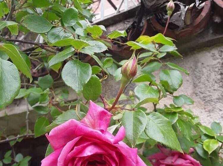 مبيت وإفطار A La Belle époque