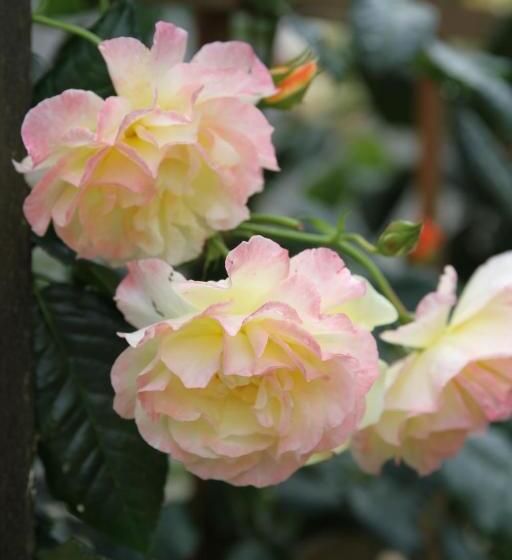 مبيت وإفطار L'ancienne Boulangerie