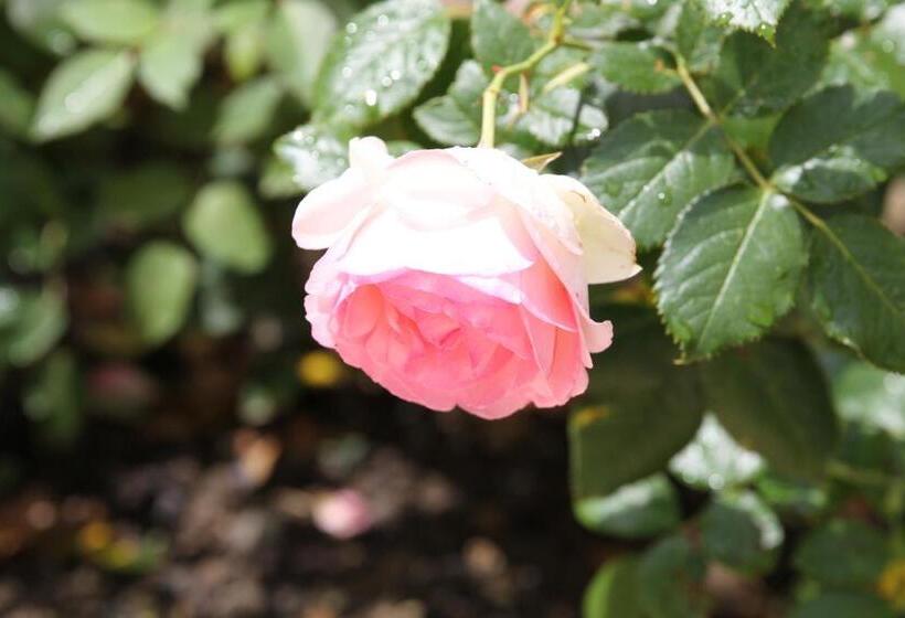 مبيت وإفطار L'ancienne Boulangerie