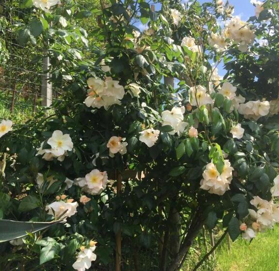 تختخواب و صبحانه Ca' Du Ale