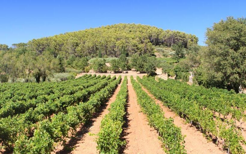 住宿加早餐  Domaine Du Clos D Alari Chambres D Hôtes Au Milieu Des Vignes