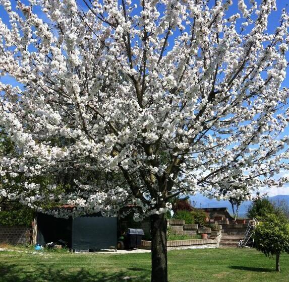 צימר L Albero Del Pepe