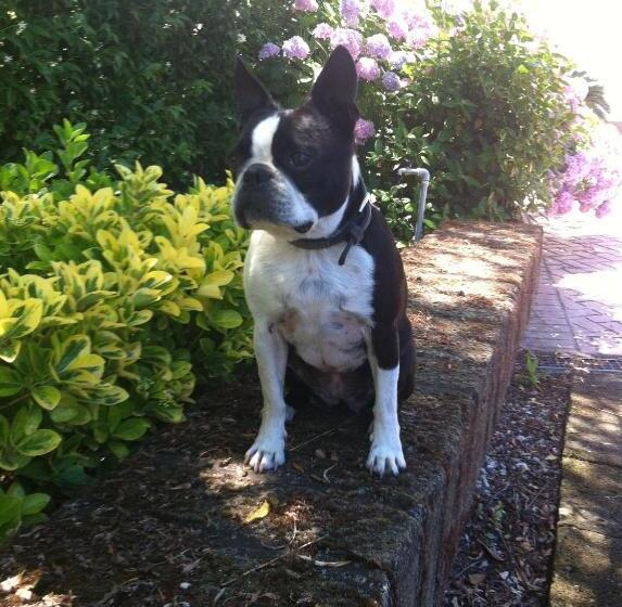 צימר L Albero Del Pepe