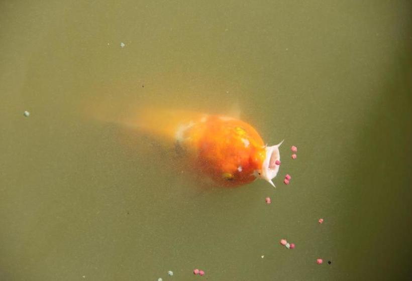 ホテル Allianto Boutique