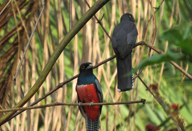 فندق Cantos Da Mata