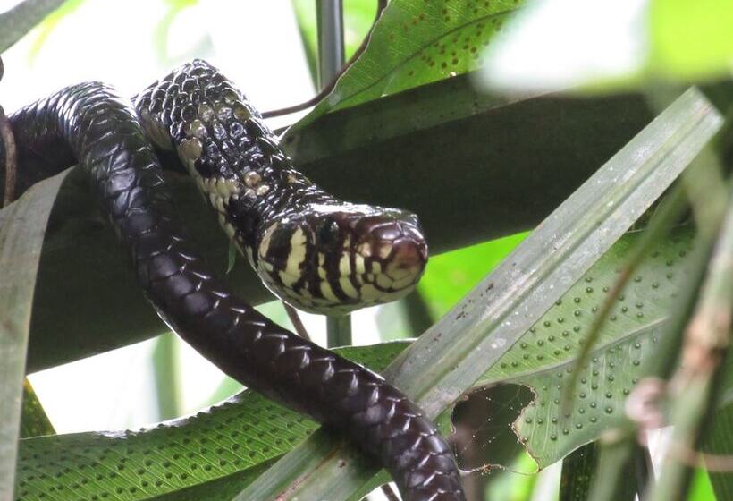 فندق Cantos Da Mata