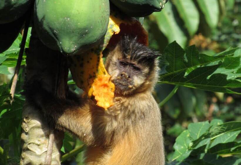 فندق Cantos Da Mata