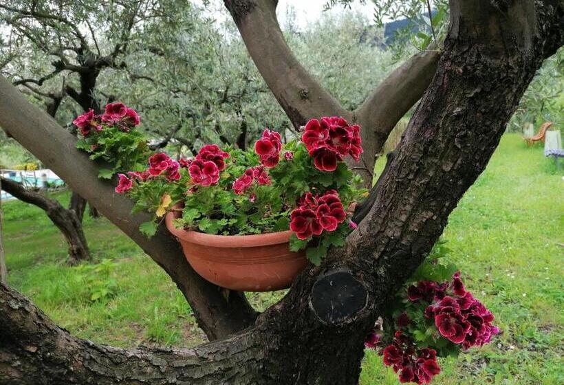 בית מלון כפרי Oroverde