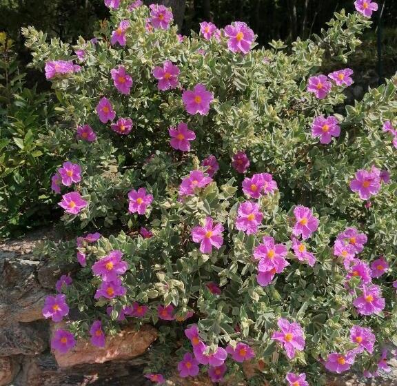 בית מלון כפרי Oroverde