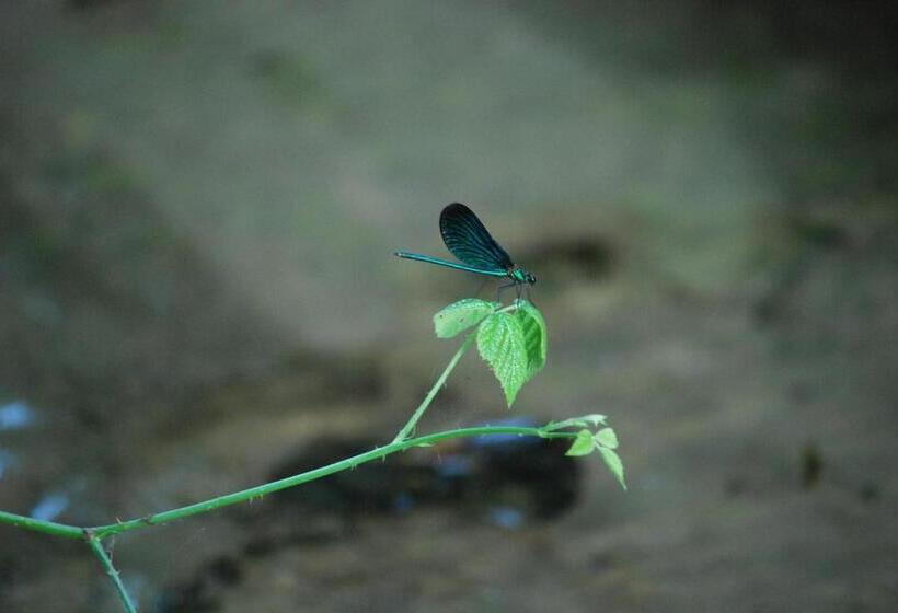 ベッドアンドブレックファースト Agriturismo Cascina Selva