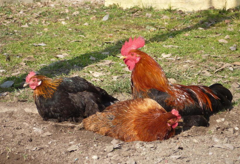 L'adele Bed & Breakfast