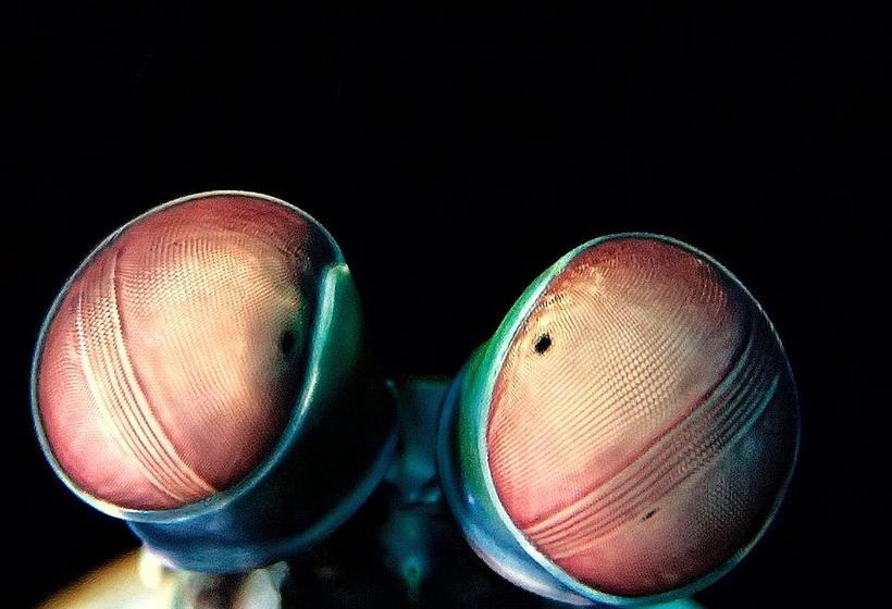 Pebble & Fins Bali Dive Resort