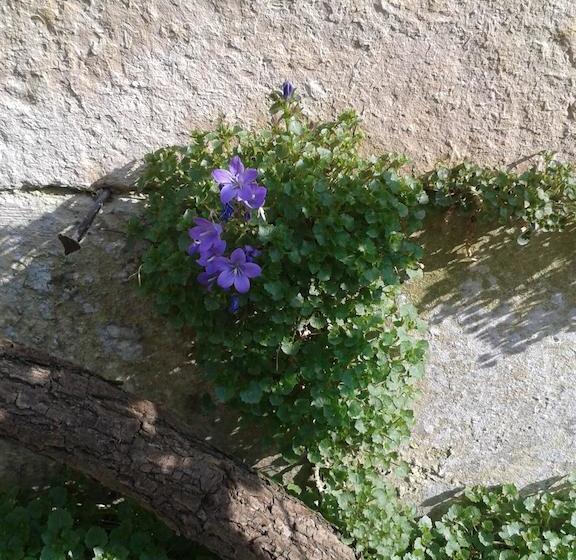 住宿加早餐 Chambres D Hôtes Bleynieruine De Rome