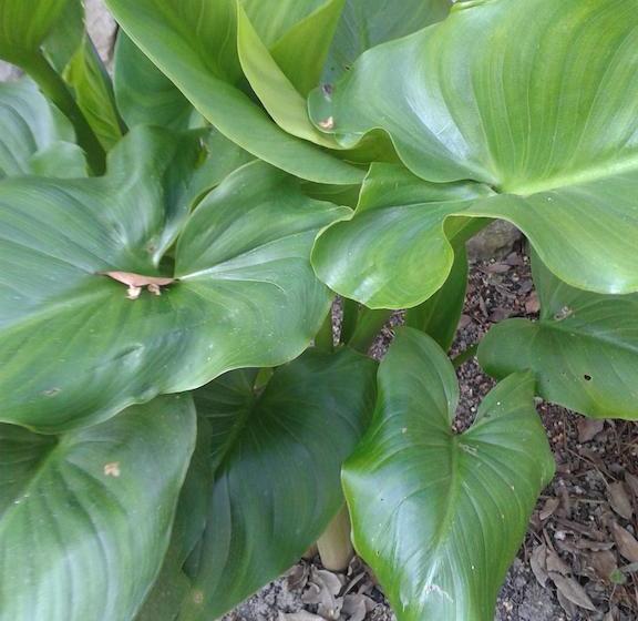 住宿加早餐 Chambres D Hôtes Bleynieruine De Rome