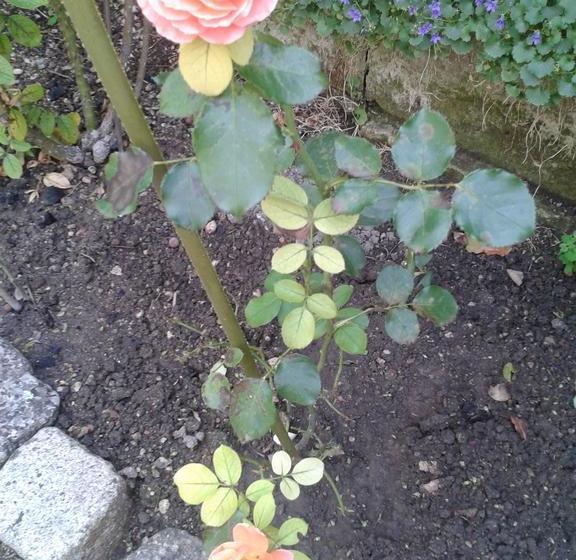 住宿加早餐 Chambres D Hôtes Bleynieruine De Rome